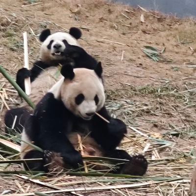 Georgeanna34248's profile picture. love  submarine