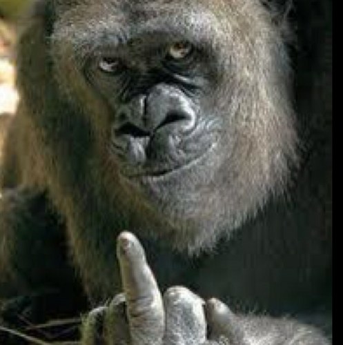 h_kitamoto's profile picture. 