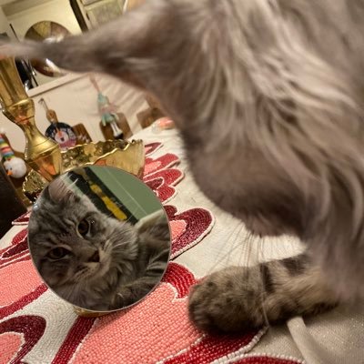 West Boundary Maine Coons.  We are located on the west side of Mayberry. Life is simple-days are slow-big cats roam freely.