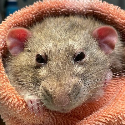 Scotty2Haughty's profile picture. Disgruntled Rat Burrito