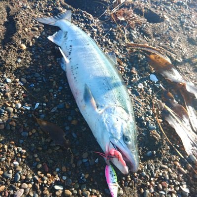 札幌在住です。サクラマス　カレイ、ヒラメ、サケなどショア釣りしてます。
春は道南、道央、秋はオホーツクに出没してます🎣宜しくお願いします🙇‍♂️

https://t.co/B9LY7UabC5