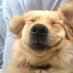 หมาโกลเด้นที่รักเเตยอง (@goldenlovethv) Twitter profile photo