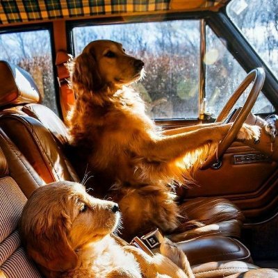 💥 Best group for Golden Retriever Lovers! Follow us for trendy updates of Golden Retriever. DM for feature your Golden Retriever in our community.