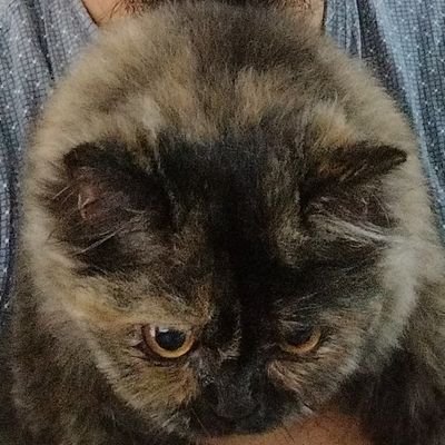 Buruh means worker, coding artinya pengkodean; software developer; worker of @solos_work; tweets/posts are in ID/EN; Wikipedia contributor
