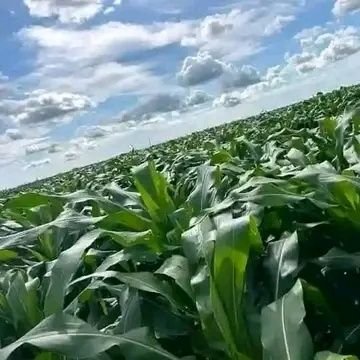 If Agriculture goes wrong , nothing else will have to go right.
YouTube:KILMO TV
