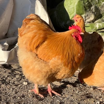 Frogmorefarm1's profile picture. Gone to Bluesky