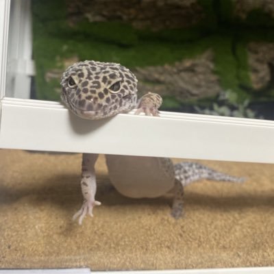 ヒョウモントカゲモドキ🦎🦎🦎🦎🦎ニシアフリカトカゲモドキ🦎🦎無言フォロー失礼します🙇‍♀️ 爬虫類好きな方と仲良くなりたい☺️割と酒飲んでることが多い