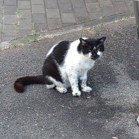 シン･ムーラナカ(異議申し立て中) (@sin_muranarka) Twitter profile photo