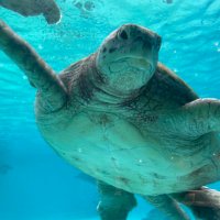 かいなぢから (@kaina_jikara) Twitter profile photo