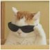 Llama (@tcmllama) Twitter profile photo Llama (@tcmllama) Twitter profile photo