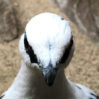 ジオ (@geo_utqc) 's Twitter Profile