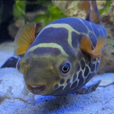 The_Rebel_Fish Profile Picture