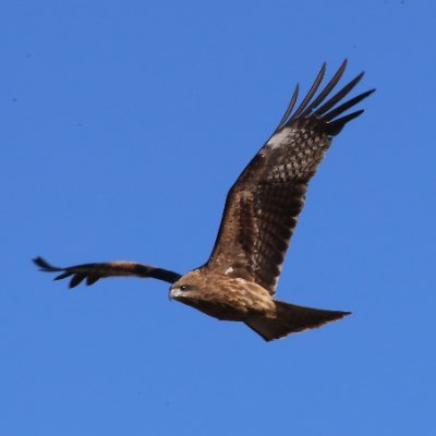 嫁の地雷の上をタップダンスしておちょくる制服組気団 #野鳥撮影 にお熱🦅