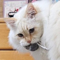 レッドデーモンズオジサン🥐🌲 (@8lwziktizxzzf6t) 's Twitter Profile Photo