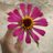 FlowerRoad_52's profile image