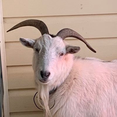 anotheroldgoat1 Profile Picture