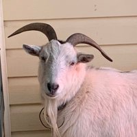 One Old Goat(@anotheroldgoat1) 's Twitter Profile Photo