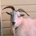 One Old Goat (@anotheroldgoat1) Twitter profile photo