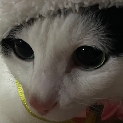 bJypo1CmeL1V3xY's profile picture. 祖先、えたら