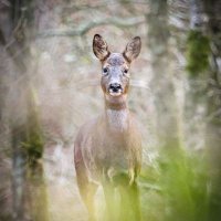 Dejuan Hegmann (@dhegmann83721) 's Twitter Profile
