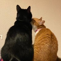 ばんぶ@筑前国 (@bamboooooo666) 's Twitter Profile