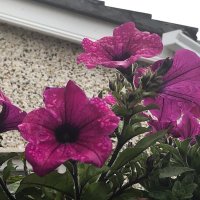 Cameron Jakubowski-Powlowski (@powlowski72975) 's Twitter Profile