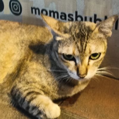 secret_bibo's profile picture. 