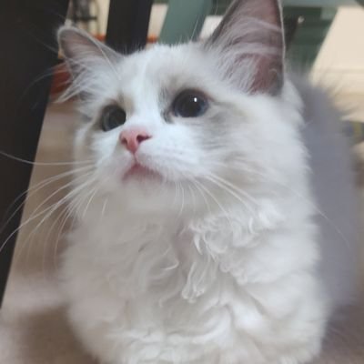 2023.8.8生まれ ラグドールの女の子と保護猫出身2023.9月生まれの男の子です🐱2024.10.24生まれの女の子が仲間入りしました🐈🐾
ちょっと鈍臭い?お嬢様と甘えんぼのやんちゃ小僧、おてんば娘で気ままにのびのび暮らしてます꜀(^. .^꜀ )꜆੭
初心者飼い主🔰との毎日を投稿します