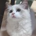 ããðžããðãã€ã°ðã©ã°ããŒã«ãšããžãã©ãšã©ã¬ããã£ã³ (@yae_ragdoll) Twitter profile photo ããðžããðãã€ã°ðã©ã°ããŒã«ãšããžãã©ãšã©ã¬ããã£ã³ (@yae_ragdoll) Twitter profile photo