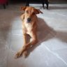 KalpanaSubrama5's profile picture. a voice for stray babies.