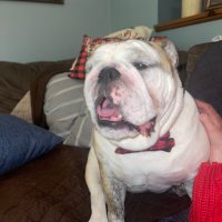 Bulldogs R Da Best (@ralphiew2025) 's Twitter Profile