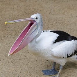 mof38053042's profile picture. ペリカンズ