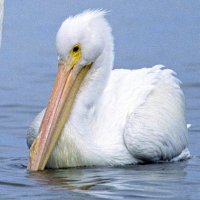 WAKAIDO く⁠コ⁠:⁠彡 (@wwwakaido) 's Twitter Profile Photo