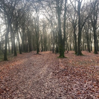 lookingglass343's profile picture. born in USA lived in UK for 29 years