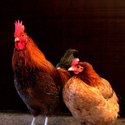 Welcome to Bird Flu News. We provide the latest updates on Avian Influenza
