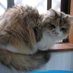 eiko k. (@mogwaimeowing) Twitter profile photo