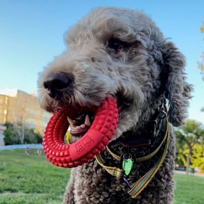 tomedogtoys Profile Picture