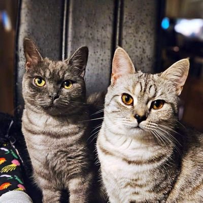 🐈‍⬛ | Khaleesi & Ciri (b. 20/03/23)
🐾 | Follow us for funny videos🤍
✨ | Bengal x British Shorthair