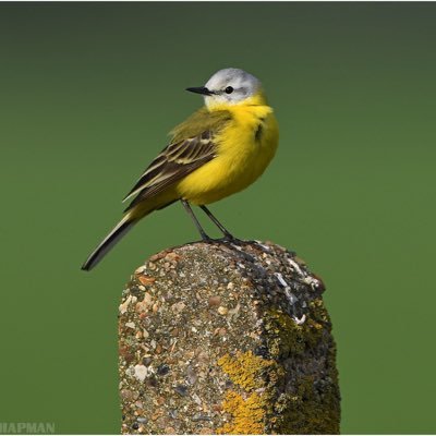 A place to report all your bird sightings ,news and photos taken within the county of Shropshire ( Maybe a little over the border too )