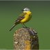 ShropshireBirdingNews (@sosbirding) Twitter profile photo ShropshireBirdingNews (@sosbirding) Twitter profile photo