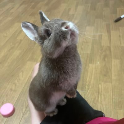 うさぎ5羽飼育中🐰向日葵11♂👼、桜11♀👼、COCO❽♂👼、蒲公英12♀、ぴょん13♂👼、蘭❽♀、TIFFANY❼♀、DIOR❼♂、ネロ❶♂/ムギ❼♀/5羽のうさぎ&1匹の猫の日常生活🐰🏠