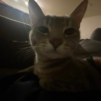 teej (@limbometj) 's Twitter Profile