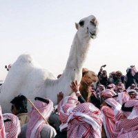 درع نجد (@vib_507_) 's Twitter Profile Photo