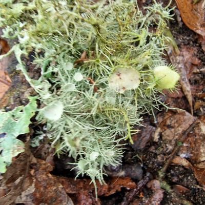 Amateur naturalist recording the beauty of Sussex. iNat: @sim_elliott.  Love vascular plants, lichens & bryophytes! Only travel by public transport & foot.