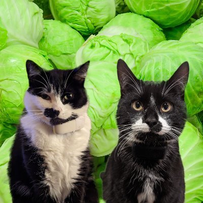 Two Tuxedos in Aberdeenshire 
#Ambassacats for Aberdeen City and Shire
#TheAviators #Hedgewatch
Storm and Clara 16/7/16. Clara 🌈21/12/22
Oswin 14/3/23