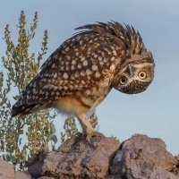 Jaan van der Welk (@bodprotc) Twitter profile photo