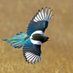 Magpie Fella (@daddyljs) Twitter profile photo Magpie Fella (@daddyljs) Twitter profile photo