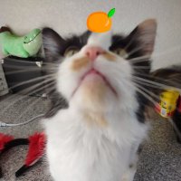 Sugar (@shugarrbeans) 's Twitter Profile
