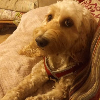 rbransell's profile picture. Bird watcher in Norfolk and dog lover