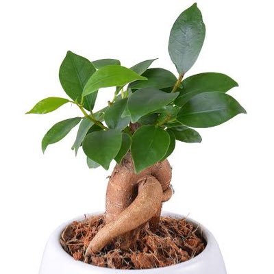 _ga10_maru_'s profile picture. #COD / #MW3 / #MWZ TPSやFPS大好き 今はMW3のゾンビにドハマリ中 プレイ時間は長いがプレイは下手なアラフォー PvPは苦手だけど興味はあり X初心者